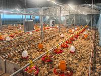 Abri pour poulets en structure acier XYSS, construction rapide, entièrement galvanisé, maison préfabriquée Ganadaria adaptée aux régions tropicales