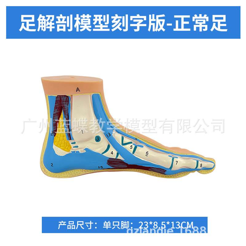 One normal foot (engraved version)