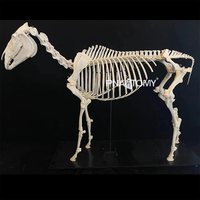 Modèle de squelette de cheval grandeur nature modèle anatomique animal crâne de cheval colonne vertébrale et bassin anatomie équipement éducatif