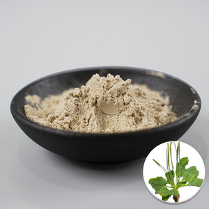 Evcil Hayvanlar İçin Doğal <span class=keywords><strong>Psyllium</strong></span> Kabuğu Tozu, GDO'suz ve Glutensiz, Stabil Toplu Tedarik Mevcut - Product Image 1