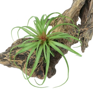 مصنع بيع البلاستيك نبات الهواء الاصطناعي العشب Tillandsia لتزيين الجدران - Product Image 1