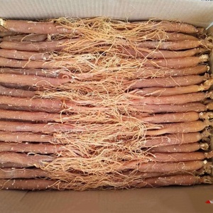 1011 Hong Shen Лучшая цена травяной чай красный корейский корень женьшеня Panax - Product Image 5