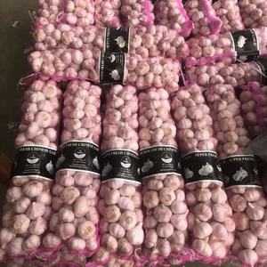 <span class=keywords><strong>Ail</strong></span> frais de qualité supérieure 2023 nouveau prix <span class=keywords><strong>éléphant</strong></span> alho brasil EAU EURO - Product Image 6