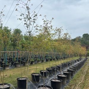 Árbol de Arce Rojo <span class=keywords><strong>Acer</strong></span> Palmatum Atropurpureum para Decoración de Jardines y Parques al Aire Libre, Árboles Ornamentales de Paisajismo, Plántulas de Calidad - Product Image 2