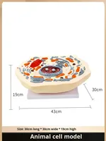 Modelo de Célula Animal, Anatomía Microscópica, Membrana Celular, Citoplasma, Núcleo, Mitochondria, Ciencia Médica, Anatomía, China