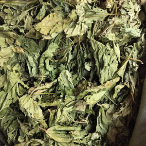 Tongjin Atacado <span class=keywords><strong>Mulberry</strong></span> Leaf <span class=keywords><strong>Tea</strong></span> Cuidados Saudáveis Chinese Herbal Bulk <span class=keywords><strong>Tea</strong></span> para Venda - Product Image 3