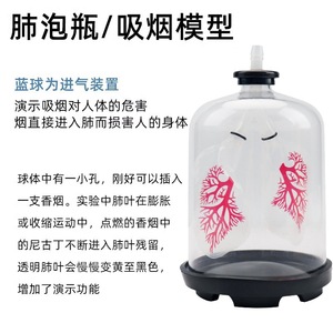 Modèle de mouvement pulmonaire et respiratoire pour le cours de biologie au collège, Appareil d'expérimentation de simulation du mouvement diaphragmatique, Salle de classe - Product Image 4