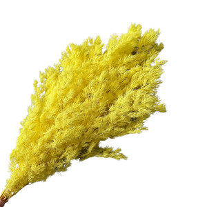 Planta Decorativa de Asparagus Myriocladus (Helecho Ming) Preservada, Flor <span class=keywords><strong>Eterna</strong></span> de Larga Duración, Venta al Por Mayor - Product Image 6