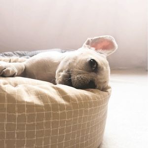 Mignon hiver chaud <span class=keywords><strong>chien</strong></span> lit <span class=keywords><strong>tapis</strong></span> et coussinets pour animaux de compagnie avec des motifs imprimés d'animaux rayés respirants pour chiens - Product Image 3