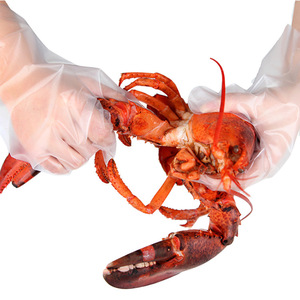 ถุงมือแบบใช้แล้วทิ้ง หนา ทนน้ำมัน โปร่งใส CPE เกรดอาหาร สำหรับการแปรรูปอาหาร 80-100 ชิ้นต่อแพ็ค - Product Image 1