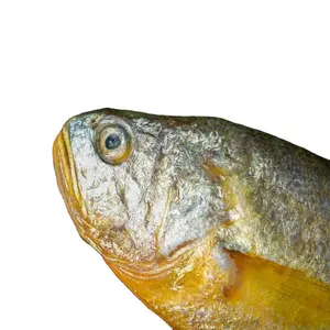 Larimichthys Kính iqf croaker Vàng đông lạnh