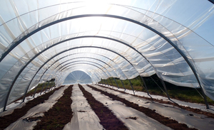 100 Mikron Sera Plastik Örtüsü Şeffaf Polietilen Örtü Bahçe Serası Kurutma Şeffaf Film - Product Image 6