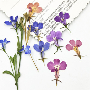 Ensemble de <span class=keywords><strong>Lobelia</strong></span> pressées mélangées pour artisanat de Pâques, fabrication de cartes cadeaux pour la Saint-Valentin, fête prénuptiale, fête de printemps, décoration d'art en résine - Product Image 1