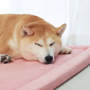 Großhandel Pflegeleichte Hunde- und Katzen-Tatami-Matte Wasserdichte Haustierfreundliche Bodenmatte Bett Weich Nicht Pillend 60*80cm Atmungsaktiver Haustierbereich-Teppich - Product Image 6