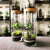 OEM Terrarium Hydroponique Plante Cylindre Vase Mousse Terrarium Décoration Maison Table DIY Forêt Planteur Verre avec Couvercle pour Intérieur