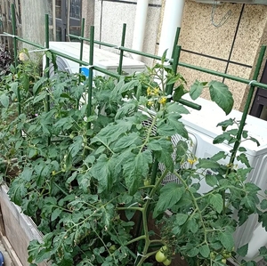 Bán buôn số lượng lớn bán chất lượng tốt nhất nhựa vườn Nguồn cung cấp bao gồm Cổ Phần <span class=keywords><strong>trellis</strong></span> chi nhánh hỗ trợ cho khu vườn ngoài trời - Product Image 6