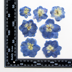 12 unids/bolsa Doubtful Knight's Spur / Rocket Larkspur sello de cera resina epoxi artesanía planta Natural flores secas prensadas - Product Image 2