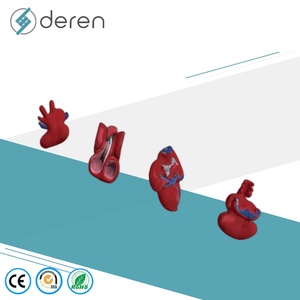 Modello del Processo di Sviluppo del Cuore Umano, Modello Didattico della Crescita Cardiaca Embrionale - Product Image 5