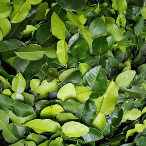 มะกรูดแห้งทำให้ธรรมชาติสัมผัสแบบไทยจากต้นไม้ไทยไปสู่รสชาติของคุณ - Product Image 1