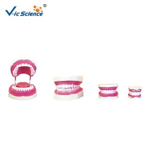 Modelo Anatómico Dental <span class=keywords><strong>de</strong></span> la Estructura del Diente Humano para la Enseñanza <span class=keywords><strong>de</strong></span> Estomatología en Facultades <span class=keywords><strong>de</strong></span> Medicina, con Certificaciones CE, ISO, ROHS y CNAS, para la Salud Dental - Product Image 2