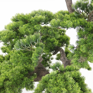 Albero di Pino Cinese Artificiale <span class=keywords><strong>da</strong></span> Esterno di 190 cm, Resistente alla Siccità, per Ville, Hotel e Paesaggistica di Giardini - Product Image 2