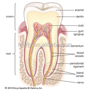 すべてのタイプ工場顕微鏡スライド化学実験室サプライヤー人体組織学口腔/歯病理顕微鏡準備スライドセット - Product Image 3