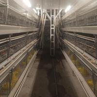 Cage à poulets de chair automatique de type H TBB Cage à piles en plastique et en acier de nouvelle condition pour ferme avicole