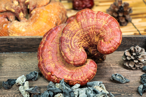 Nhà máy cung cấp trực tiếp Reishi bào tử bột Reishi bào tử shell-bị hỏng bột <span class=keywords><strong>Ganoderma</strong></span> <span class=keywords><strong>lucidum</strong></span> bào tử bột với giá bán buôn - Product Image 4