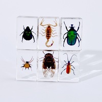 Set de Especímenes de Insectos Reales en Resina, Hecho a Mano, Bloque de Colección de Insectos en Acrílico Transparente, Entomología, Educación Científica, Decoración de Escritorio, Regalo