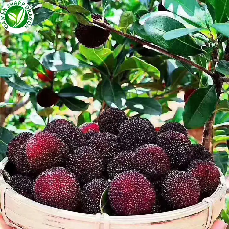 Iqf जमे हुए स्वस्थ प्राकृतिक बायबेरी फल चीनी