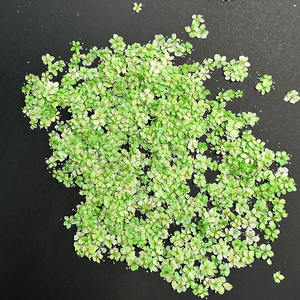 Flor de encaje azul para arte de uñas Marcapáginas Resina <span class=keywords><strong>Planta</strong></span> natural Flor prensada real ecológica - Product Image 3