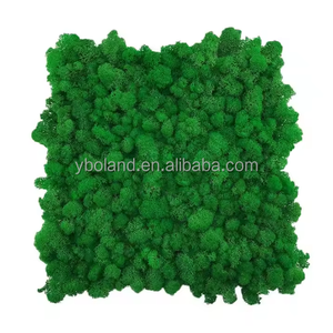 Naturel vert doux renne art mousse en vrac boîte mur encadré décor feuille décorative plante naturelle mur préservé mousse pour la décoration - Product Image 1