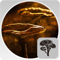 Poudre d'extrait de champignon Reishi biologique USDA KLIFE, poudre de Ganoderma Lucidum