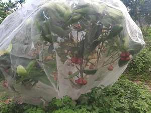 Rete Repellente per Insetti per 5 Anni di Utilizzo Esterno Grado UV <span class=keywords><strong>Gabbia</strong></span> Anti-Insetti Agricoltura Rete Protettiva per Alberi <span class=keywords><strong>da</strong></span> Frutto - Product Image 6