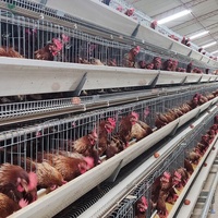 Jaula para Pollos Tipo A Automática de 3/4 Niveles, Galvanizada en Caliente, Anticorrosiva y de Larga Duración, para 10000 Aves