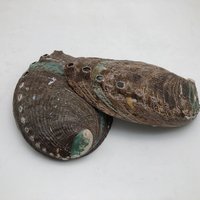CELION Vente en gros de bols en sauge blanche, coquillages marins, décoration d'intérieur, coquillages d'ormeau naturels chinois