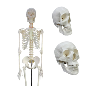 Mô hình bộ xương người lớn 170cm với dây thần kinh và mạch máu phòng thí nghiệm Mô hình giảng dạy khoa học y tế - Product Image 2