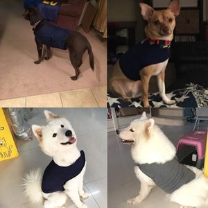 Abrigo cómodo para aliviar la ansiedad del perro, camisas transpirables, chaleco para ansiedad del perro, chaqueta, urdimbre, cachorro, chaleco calmante para la ansiedad, envoltura - Product Image 4