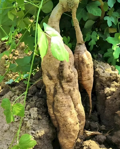 高品質オーガニック天然葛根プエラリアロバタエキスビーガンパウダー15％プエラリン非遺伝子組み換えエネルギーマネジメントマリン - Product Image 4