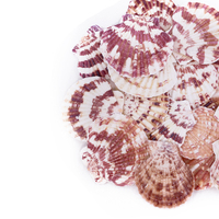 Yommy Décoration d'intérieur 300g Coquilles Saint-Jacques naturelles en forme de fleur Objets décoratifs Design tendance Modèle YM2089 Fabriqué en Chine