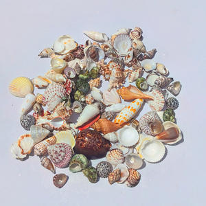 Concha Natural de 2-8cm, estrella de mar, pez para paisajismo, <span class=keywords><strong>cangrejo</strong></span> ermitaño pulido, botella de mensaje de repuesto de carcasa táctil <span class=keywords><strong>Real</strong></span> - Product Image 5