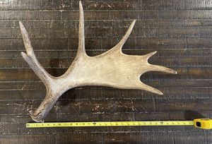 سقيفة كبيرة لشجرة مين موس ، الغزلان ، تاكسيدرمي ، للرجال, قرون الكهف ، زينة عيد الميلاد ، قرون الغزلان - Product Image 6