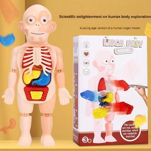 Modelo de Órganos Humanos Educativo para Niños, Juguete de Ciencia y Tecnología, Ensamblaje DIY, Cognición Temprana, STEAM, Juguete Médico Interno - Product Image 4