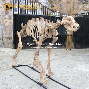 MyDino Cave Lion Skeleton para exposición - Product Image 3