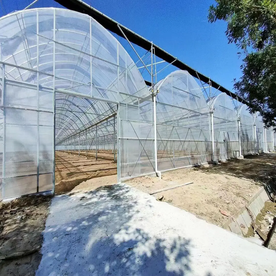 Rumah hijau Multi rentang untuk bahan Film tomat rumah kaca Pertanian De rumah kaca murah