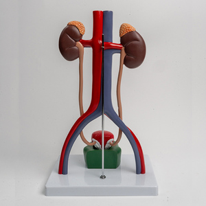 แบบจำลองระบบปัสสาวะและอวัยวะสืบพันธุ์ของมนุษย์แบบจำลองสามมิติของกระเพาะปัสสาวะและท่อไต1:1แบบจำลองระบบทางเดินปัสสาวะ - Product Image 4