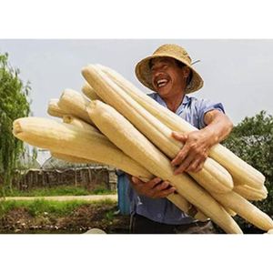 Éponge luffa pour bain, exfoliante naturelle, Durable, légère, vente en gros - Product Image 2