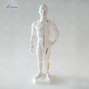 जीवन आकार एक्यूपंक्चर मॉडल सिर एक्यूपंक्चर मॉडल मानव शरीर एक्यूपंक्चर बिंदु - Product Image 5