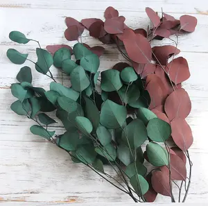 dried flowers Preserved colorful apple leaf apple leaf eucalyptus ins Dried eucalyptus apple leaves
