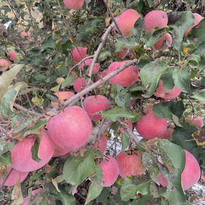 Pommes Fuji Biologiques Fraîches Nouvelle <span class=keywords><strong>Saison</strong></span> Huaniu Star Rouge Couleur Croustillante Goût Sucré Yantai Shandong Grade 1 Carton de 10kg/20kg - Product Image 3